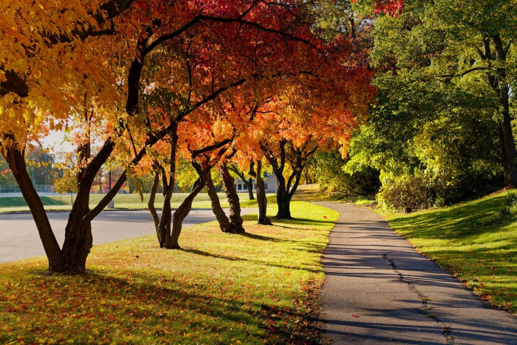 紅葉した並木の横に続く秋の遊歩道